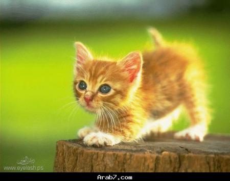 un chat::::::::::::::
