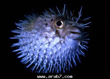 fish